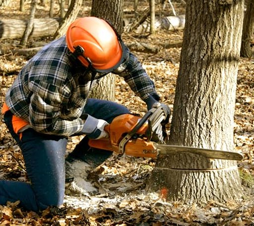 Tree Removal in Cedar Bluff, VA